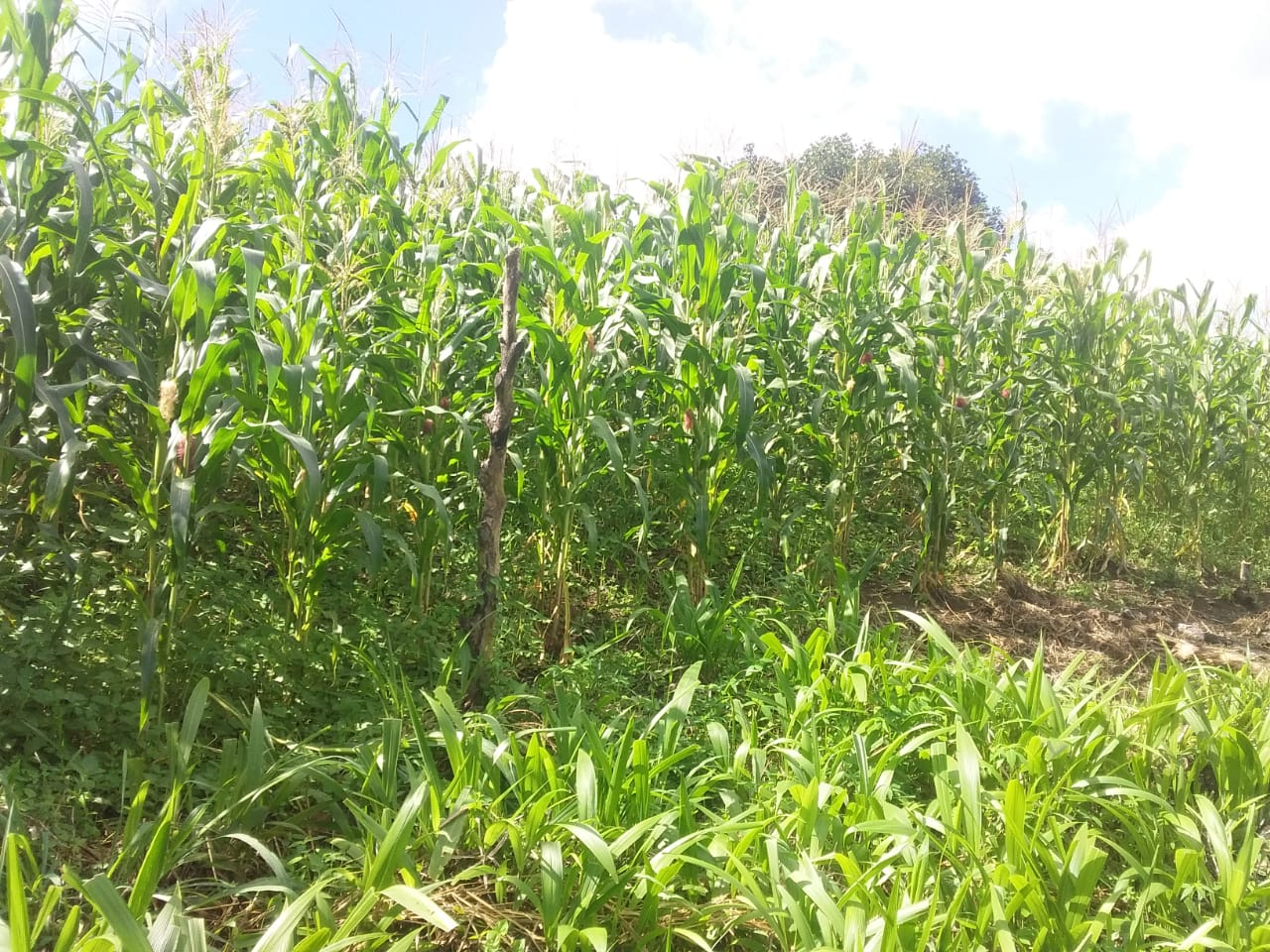 Agricultores familiares de Itabuna iniciam a colheita na quarta-feira do milho de São João