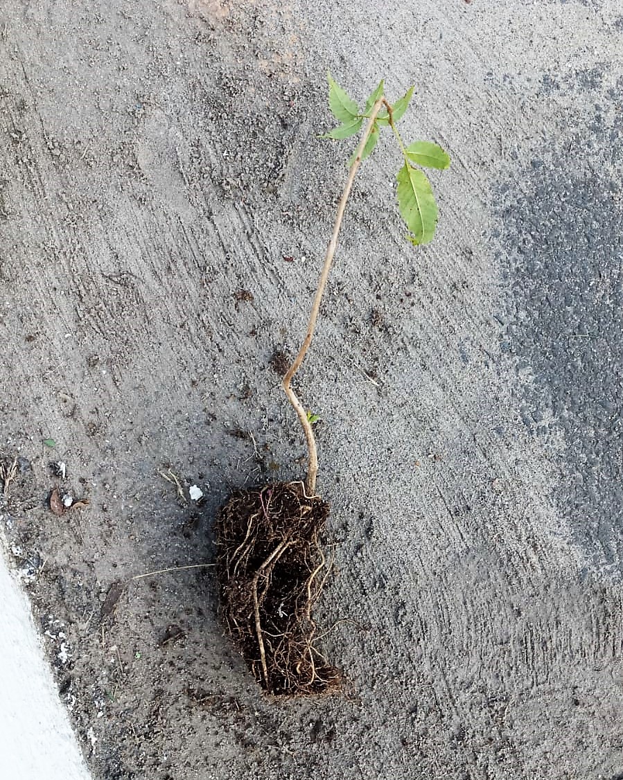 Vândalos destroem mudas de Ipê Amarelo e Jacarandá Mimoso na rotatória do Pedro Jerônimo