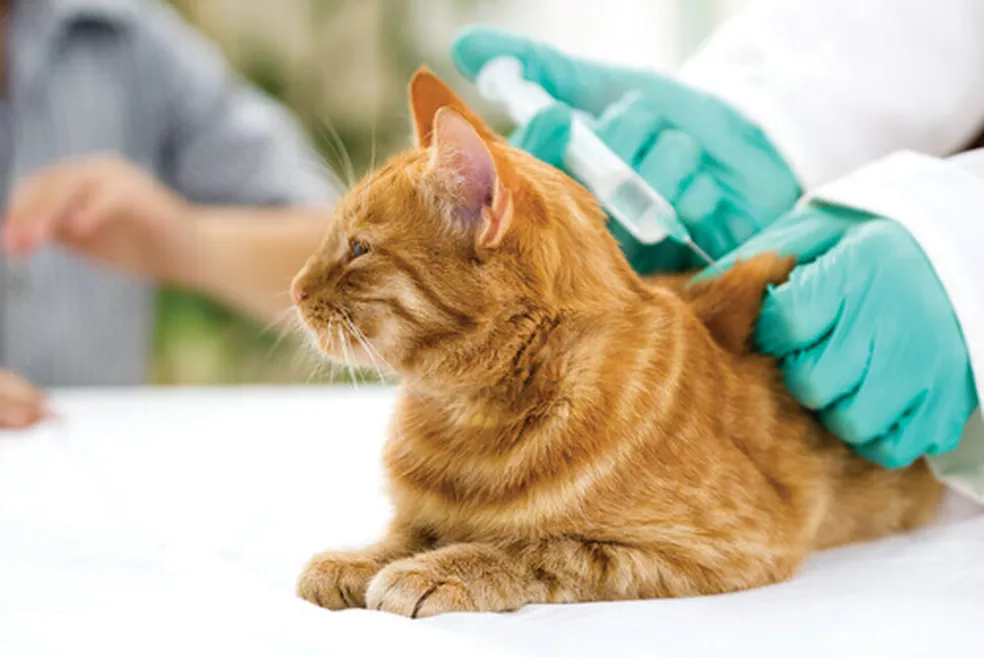 Prefeitura faz alerta sobre a importância da vacinação antirrábica para cães e gatos