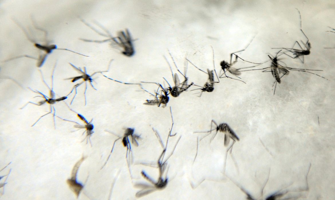 Itabuna registra queda de 58% nos casos de dengue, chikungunya e zika vírus