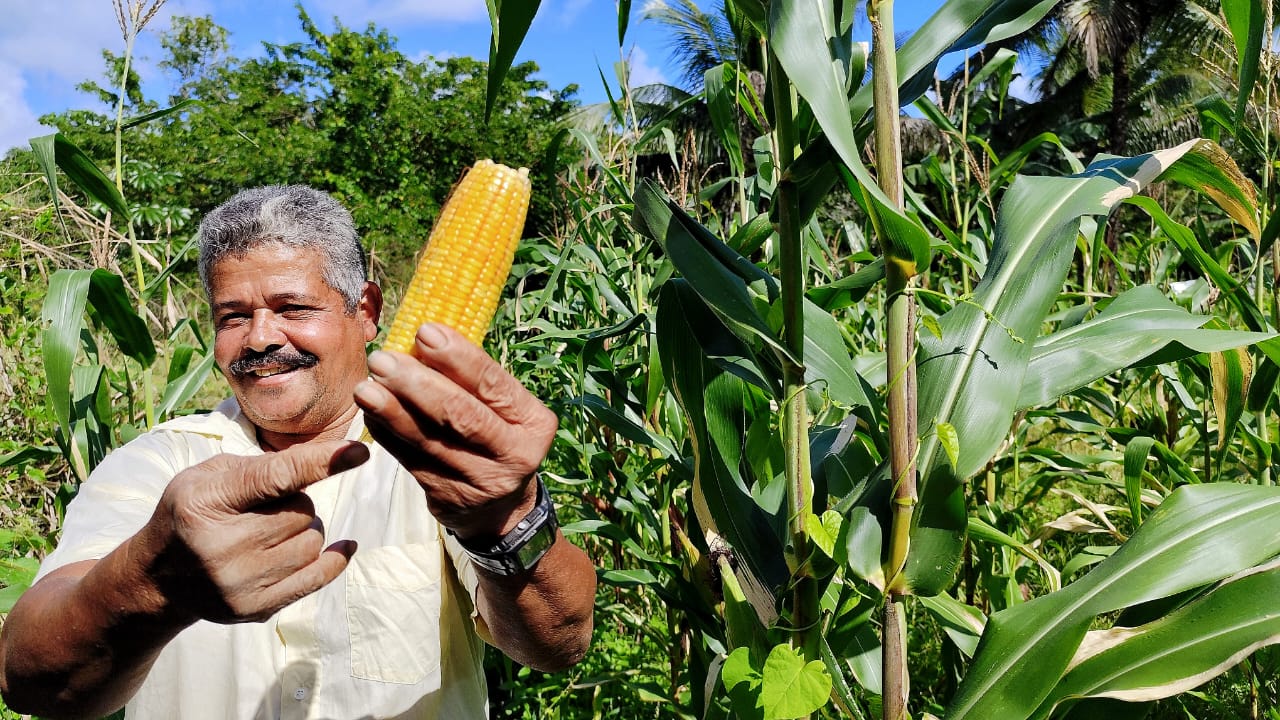 Com o apoio da Prefeitura, agricultura familiar garante o tradicional milho do São João na mesa dos itabunenses