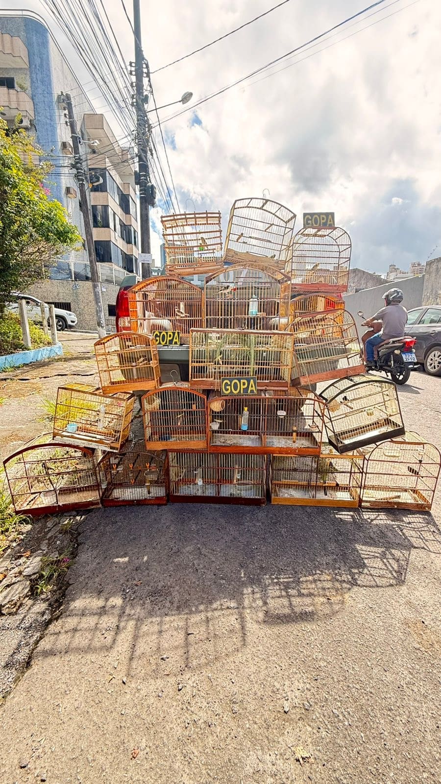 Guarda Civil Municipal apreende gaiolas com pássaros silvestres em Itabuna