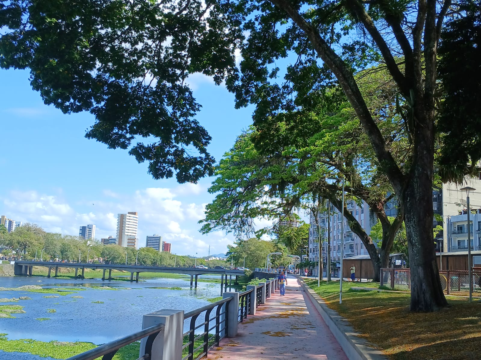 Ipês Amarelos florescem na Alameda da Juventude e Praça Otávio Mangabeira em Itabuna anunciando a Primavera