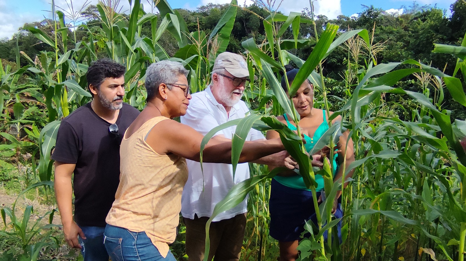 Pequena produção e agricultura familiar de Itabuna estimam produção de 300 toneladas de milho para São João e São Pedro