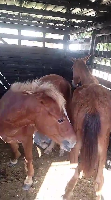 Prefeitura de Itabuna apreende cavalos soltos na Praça do Bairro São Caetano